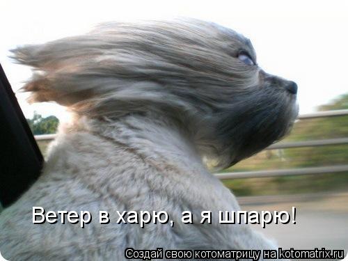 Ветер в харю, а я шпарю!... Котоматрица: Ветер в харю, а я шпарю!