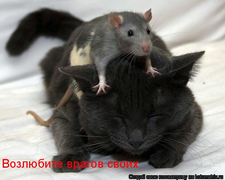 Возлюбите врагов своих... Котоматрица: Возлюбите врагов своих