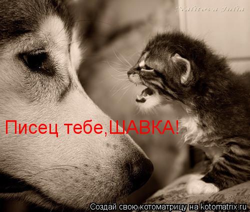Писец тебе,ШАВКА!... Котоматрица: Писец тебе,ШАВКА!