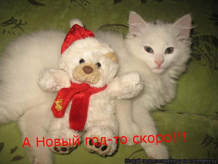 А Новый год-то скоро!!!... Котоматрица: А Новый год-то скоро!!!