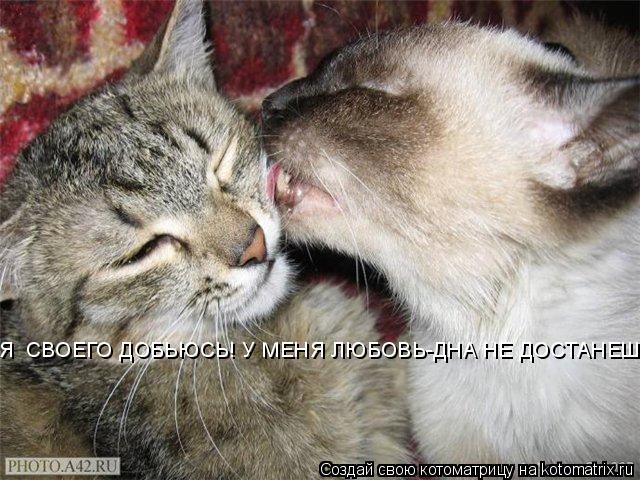 Я СВОЕГО ДОБЬЮСЬ! У МЕНЯ ЛЮБОВЬ-ДНА НЕ ДОСТАНЕШЬ!!!... Котоматрица: Я СВОЕГО ДОБЬЮСЬ! У МЕНЯ ЛЮБОВЬ-ДНА НЕ ДОСТАНЕШЬ!!!