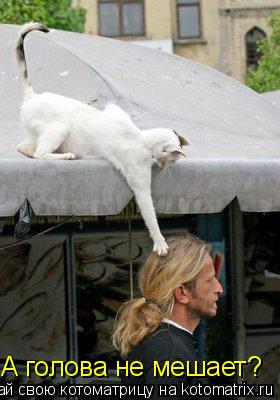 А голова не мешает?... Котоматрица: А голова не мешает?