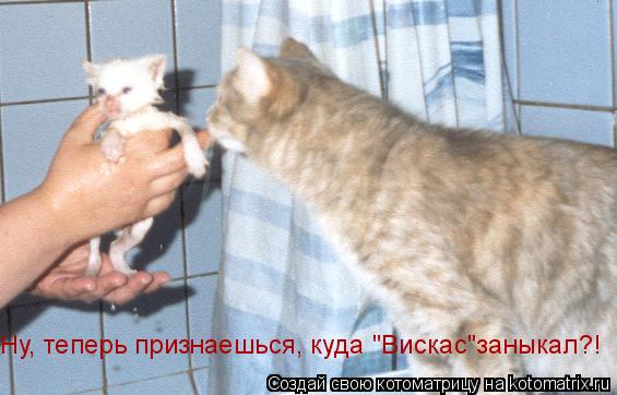 Ну, теперь признаешься, куда "Вискас"заныкал?!... Котоматрица: Ну, теперь признаешься, куда "Вискас"заныкал?!