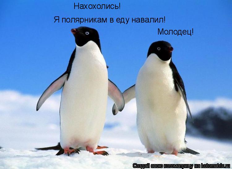 Я полярникам в еду навалил! Нахохолись! Молодец!... Котоматрица: Я полярникам в еду навалил! Нахохолись! Молодец!