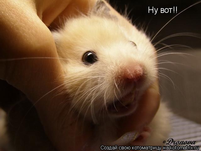 Ну вот!!... Котоматрица: Ну вот!!
