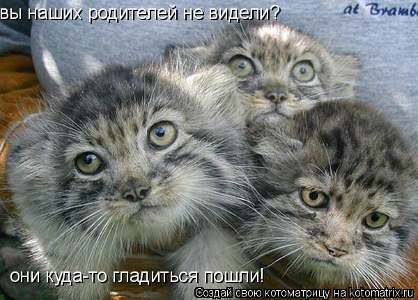 вы наших родителей не видели? они куда-то гладиться пошли!... Котоматрица: вы наших родителей не видели? они куда-то гладиться пошли!