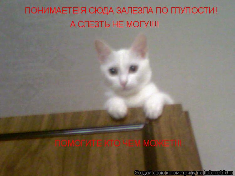 ПОНИМАЕТЕ!Я СЮДА ЗАЛЕЗЛА ПО ГЛУПОСТИ! А СЛЕЗТЬ НЕ МОГУ!!!! ПОМОГИТЕ КТО ЧЕМ МОЖЕТ!!!... Котоматрица: ПОНИМАЕТЕ!Я СЮДА ЗАЛЕЗЛА ПО ГЛУПОСТИ! А СЛЕЗТЬ НЕ МОГУ!!!! ПОМОГИТЕ КТО ЧЕМ МОЖЕТ!!!