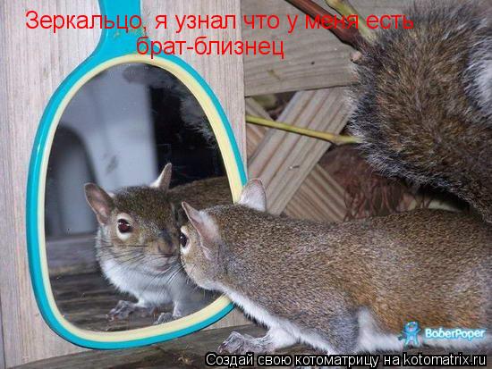 Зеркальцо, я узнал что у меня есть брат-близнец... Котоматрица: Зеркальцо, я узнал что у меня есть брат-близнец