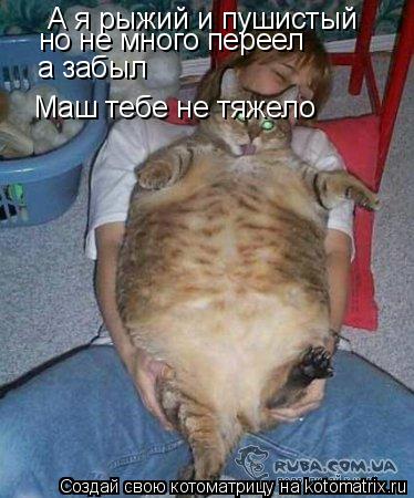 А я рыжий и пушистый но не много переел Маш тебе не тяжело а забыл... Котоматрица: А я рыжий и пушистый но не много переел Маш тебе не тяжело а забыл
