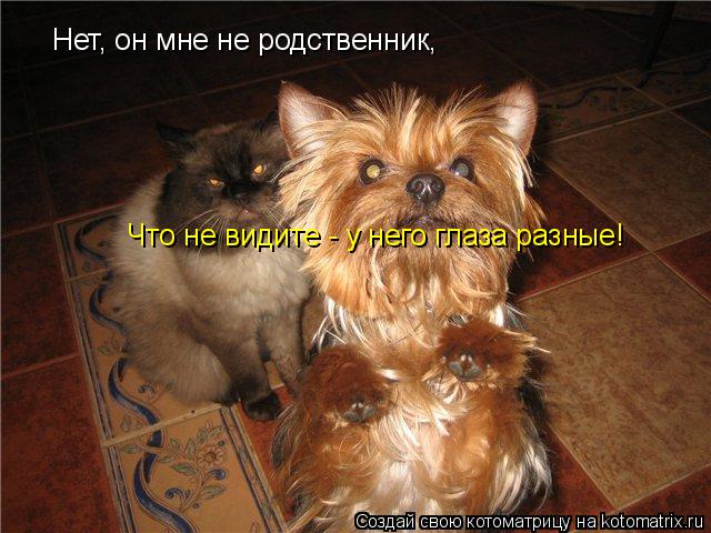 Нет, он мне не родственник, Что не видите - у него глаза разные!... Котоматрица: Нет, он мне не родственник, Что не видите - у него глаза разные!