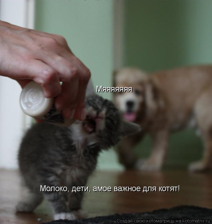 Молоко, дети, амое важное для котят! Мяяяяяяя... Котоматрица: Молоко, дети, амое важное для котят! Мяяяяяяя