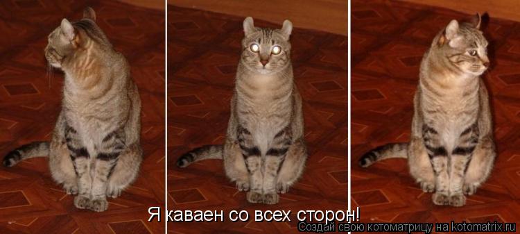 Я каваен со всех сторон!... Котоматрица: Я каваен со всех сторон!