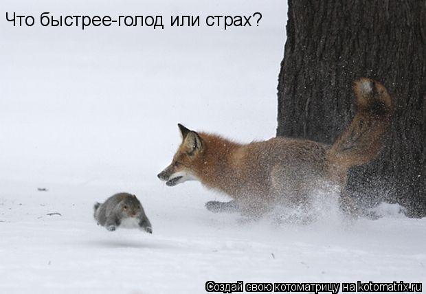 Что быстрее-голод или страх?... Котоматрица: Что быстрее-голод или страх?