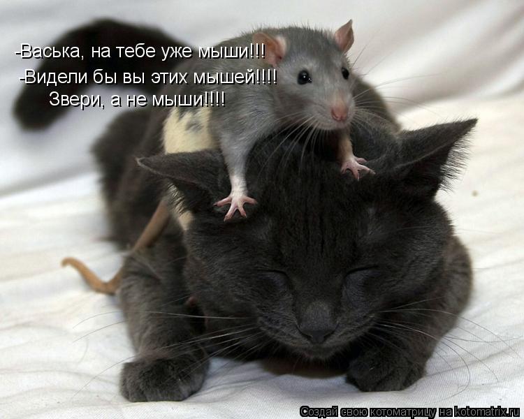-Васька, на тебе уже мыши!!! -Видели бы вы этих мышей!!!! Звери, а не мыши!!!!... Котоматрица: -Васька, на тебе уже мыши!!! -Видели бы вы этих мышей!!!! Звери, а не мыши!!!!