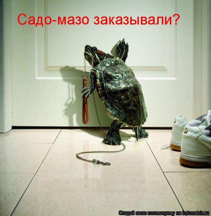 Садо-мазо заказывали?... Котоматрица: Садо-мазо заказывали?
