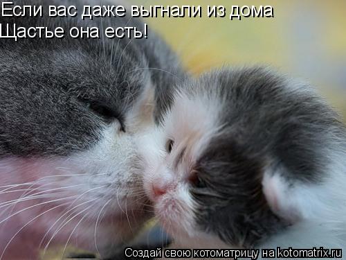 Если вас даже выгнали из дома Щастье она есть!... Котоматрица: Если вас даже выгнали из дома Щастье она есть!