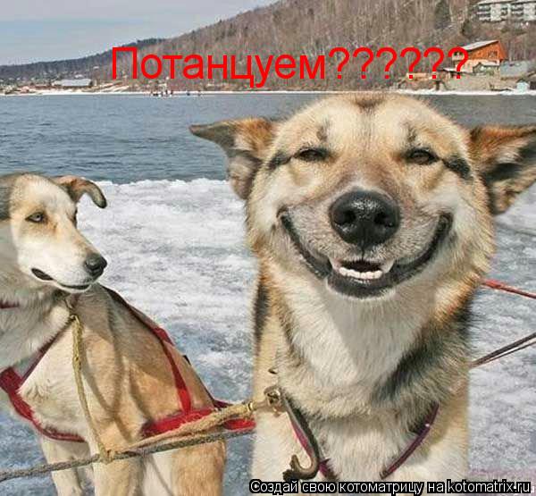 Потанцуем??????... Котоматрица: Потанцуем??????