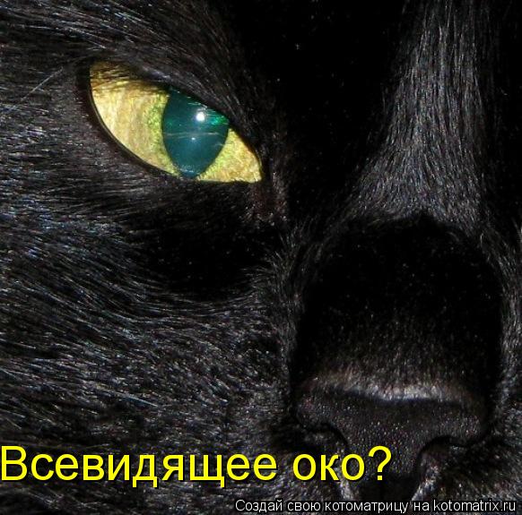 Всевидящее око?... Котоматрица: Всевидящее око?