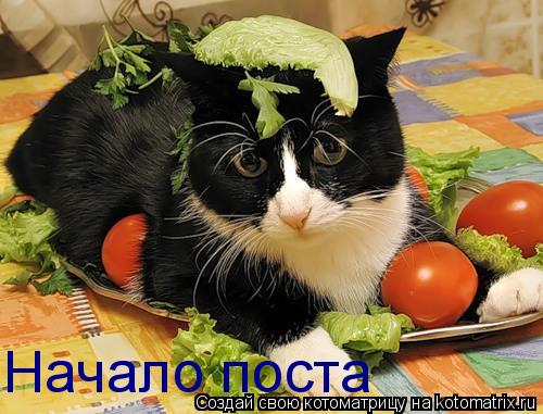 Начало поста... Котоматрица: Начало поста