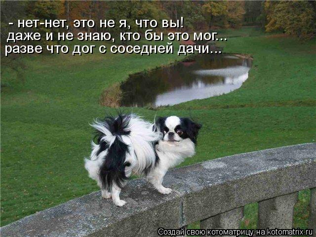 - нет-нет, это не я, что вы! даже и не знаю, кто бы это мог... разве что дог с соседней дачи...... Котоматрица: - нет-нет, это не я, что вы! даже и не знаю, кто бы это мог... разве что дог с соседней дачи...