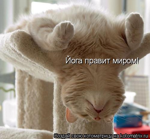 Йога правит миром!... Котоматрица: Йога правит миром!