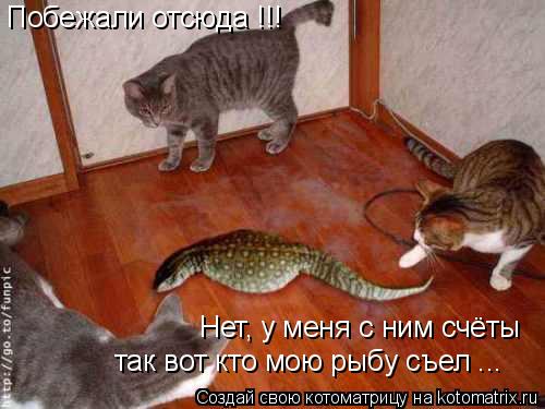 Котоматрица: Побежали отсюда !!! Нет, у меня с ним счёты так вот кто мою рыбу съел ...