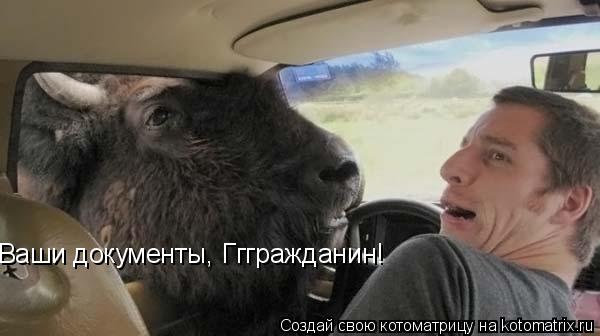 Ваши документы, Гггражданин!... Котоматрица: Ваши документы, Гггражданин!