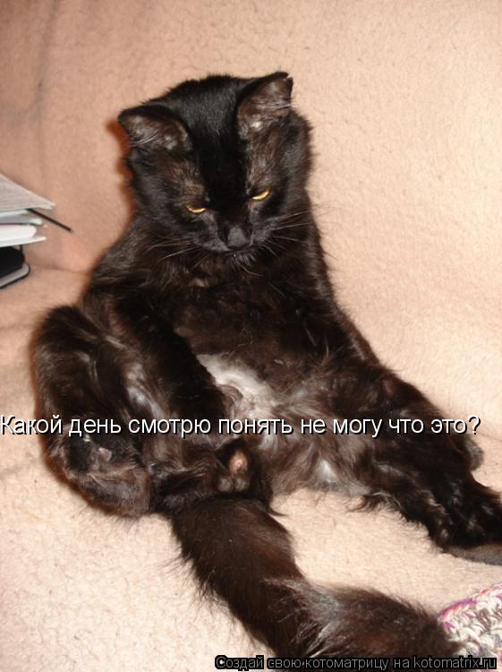 Какой день смотрю понять не могу что это?... Котоматрица: Какой день смотрю понять не могу что это?