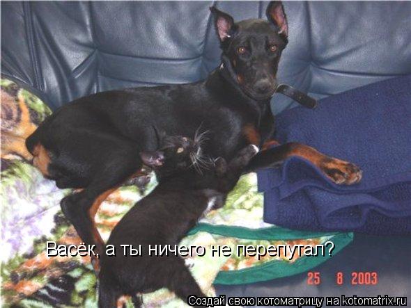 Васёк, а ты ничего не перепутал?... Котоматрица: Васёк, а ты ничего не перепутал?