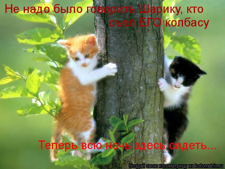 Не надо было говорить Шарику, кто съел ЕГО колбасу Теперь всю ночь здесь сидеть...... Котоматрица: Не надо было говорить Шарику, кто съел ЕГО колбасу Теперь всю ночь здесь сидеть...