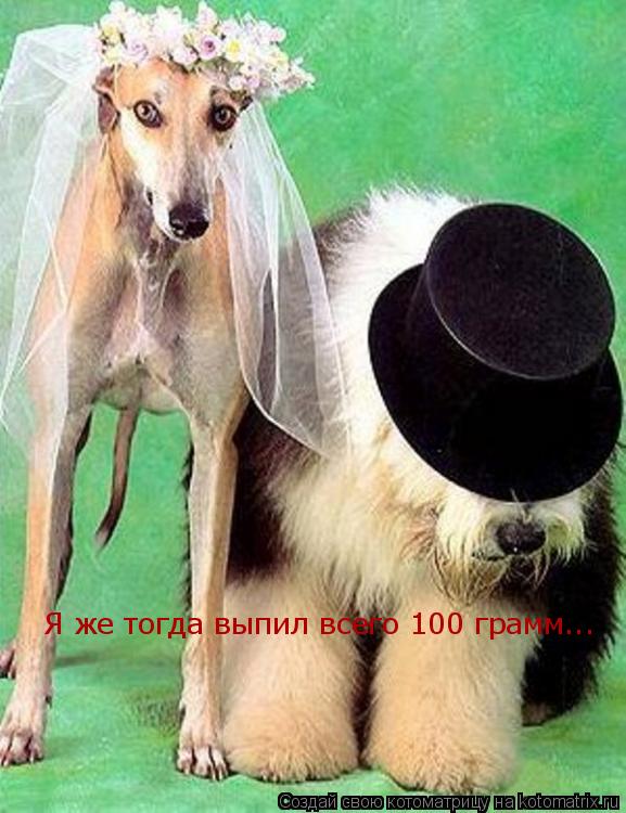 Я же тогда выпил всего 100 грамм...... Котоматрица: Я же тогда выпил всего 100 грамм...