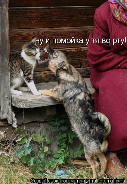 Котоматрица: ну и помойка у тя во рту!!!