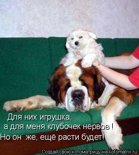 Для них игрушка, а для меня клубочек нервов Но он же, ещё расти будет! !... Котоматрица: Для них игрушка, а для меня клубочек нервов Но он же, ещё расти будет! !
