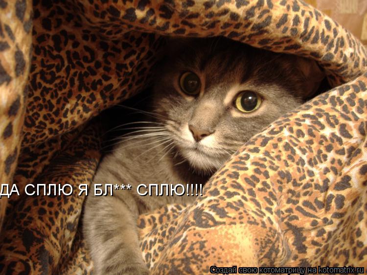 ДА СПЛЮ Я БЛ*** СПЛЮ!!!!... Котоматрица: ДА СПЛЮ Я БЛ*** СПЛЮ!!!!