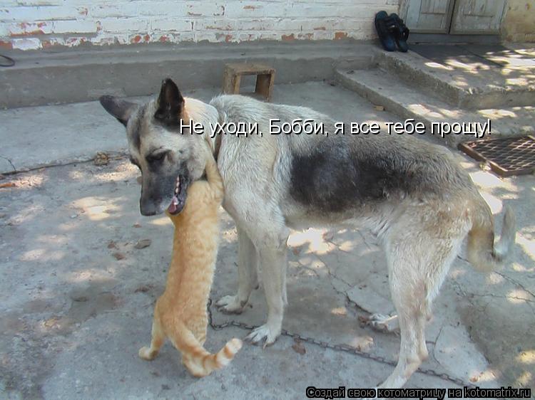 Не уходи, Бобби, я все тебе прощу!... Котоматрица: Не уходи, Бобби, я все тебе прощу!