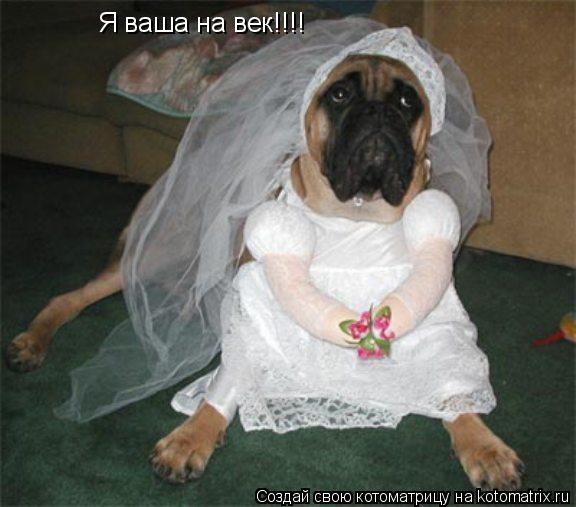 Я ваша на век!!!!... Котоматрица: Я ваша на век!!!!