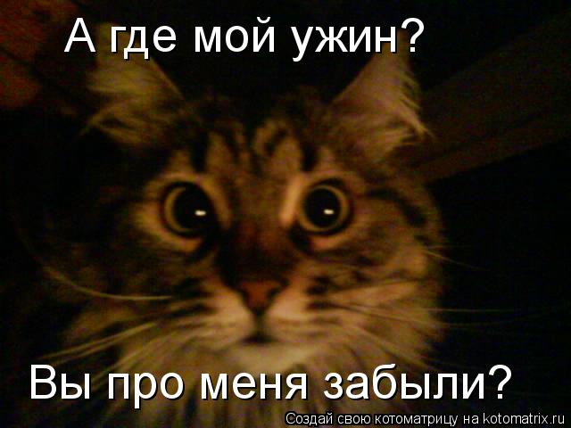 А где мой ужин? Вы про меня забыли?... Котоматрица: А где мой ужин? Вы про меня забыли?