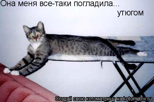 Котоматрица: Она меня все-таки погладила...  утюгом