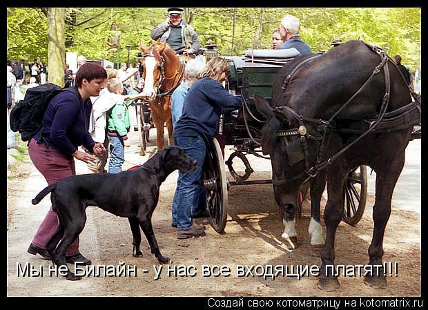 Мы не Билайн - у нас все входящие платят!!!... Котоматрица: Мы не Билайн - у нас все входящие платят!!!