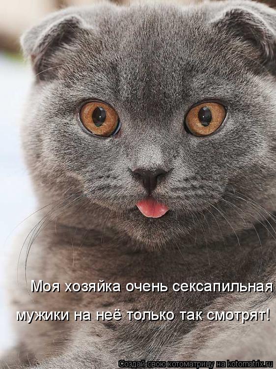 Моя хозяйка очень сексапильная мужики на неё только так смотрят!... Котоматрица: Моя хозяйка очень сексапильная мужики на неё только так смотрят!