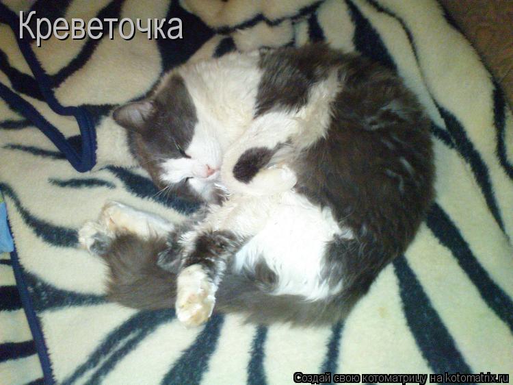 Креветочка... Котоматрица: Креветочка