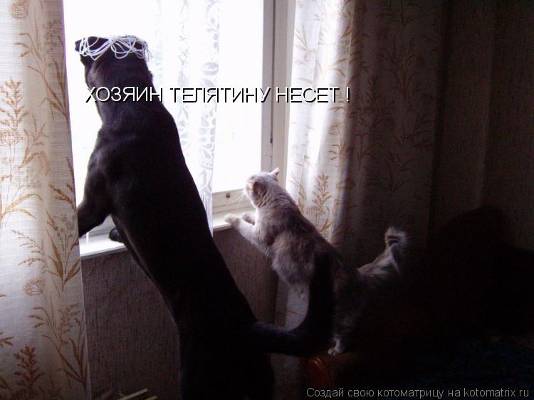 ХОЗЯИН ТЕЛЯТИНУ НЕСЕТ !... Котоматрица: ХОЗЯИН ТЕЛЯТИНУ НЕСЕТ !