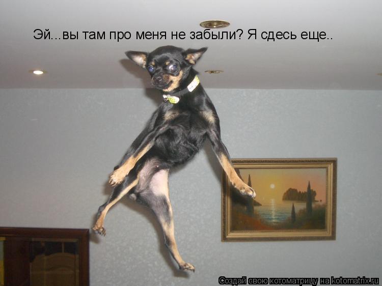 Эй...вы там про меня не забыли? Я сдесь еще..... Котоматрица: Эй...вы там про меня не забыли? Я сдесь еще..