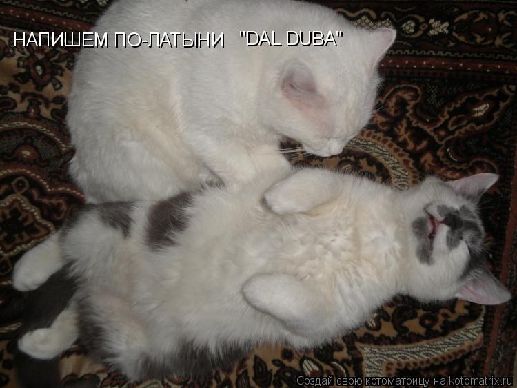 НАПИШЕМ ПО-ЛАТЫНИ "DAL DUBA"... Котоматрица: НАПИШЕМ ПО-ЛАТЫНИ "DAL DUBA"