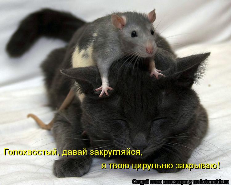 Голохвостый, давай закругляйся, я твою цирульню закрываю!... Котоматрица: Голохвостый, давай закругляйся, я твою цирульню закрываю!