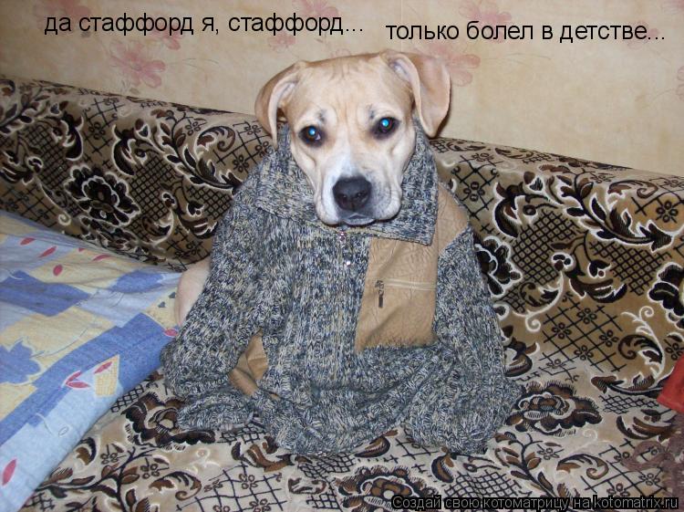 да стаффорд я, стаффорд... только болел в детстве...... Котоматрица: да стаффорд я, стаффорд... только болел в детстве...