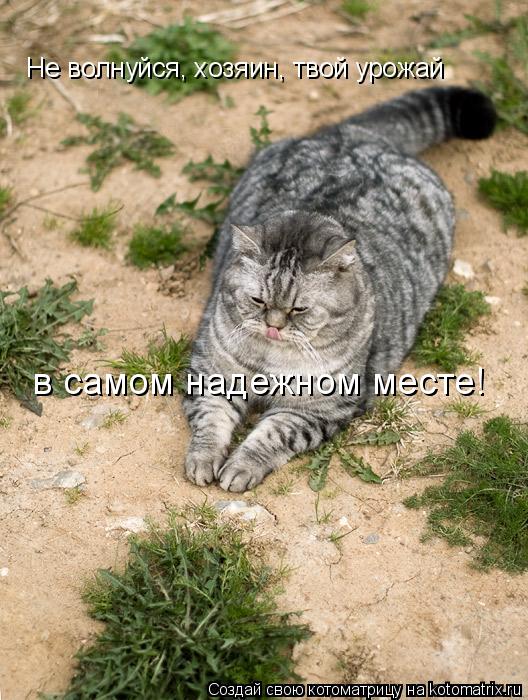 Не волнуйся, хозяин, твой урожай в самом надежном месте!... Котоматрица: Не волнуйся, хозяин, твой урожай в самом надежном месте!