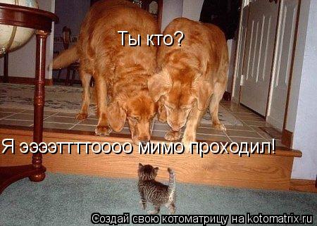 Ты кто? Я ээээттттоооо мимо проходил!... Котоматрица: Ты кто? Я ээээттттоооо мимо проходил!