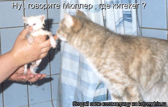 Ну , говорите Мюллер , где китекет ?... Котоматрица: Ну , говорите Мюллер , где китекет ?