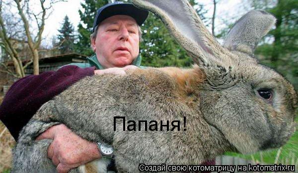 Папаня!... Котоматрица: Папаня!